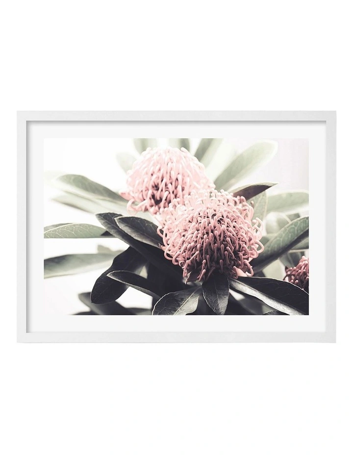 Australian Made Waratah Flowers Art Print A2 in White Frame