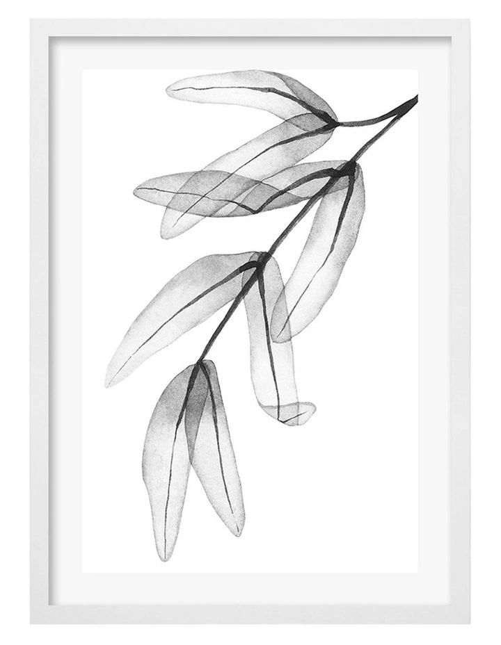 Australian Made Transparent Eucalyptus Feather Leaves Art Print A2 in White Frame