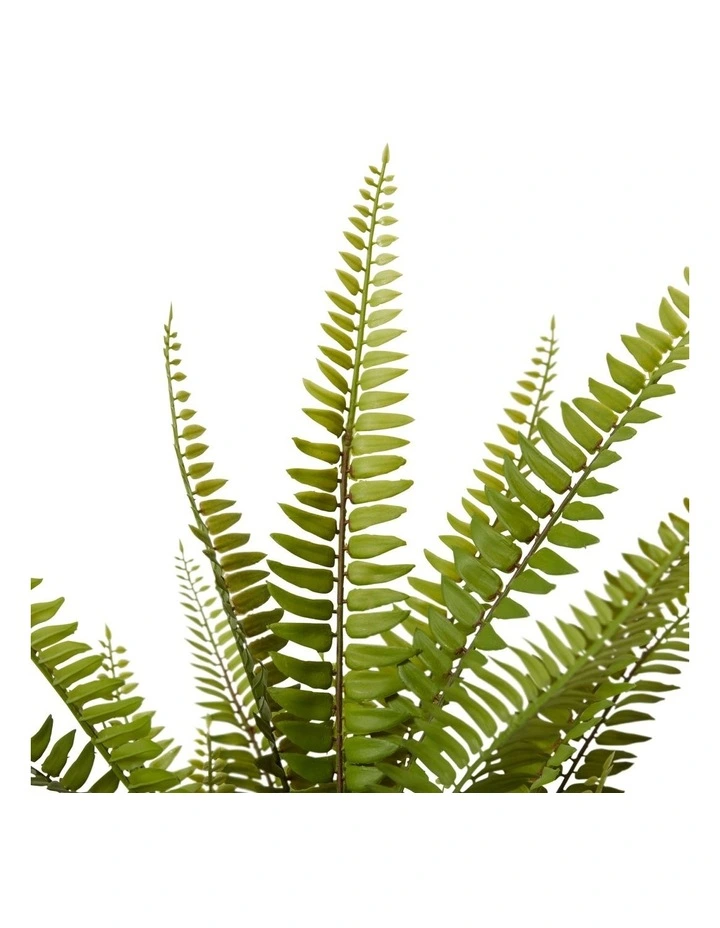 Fern Boston Potted in Green
