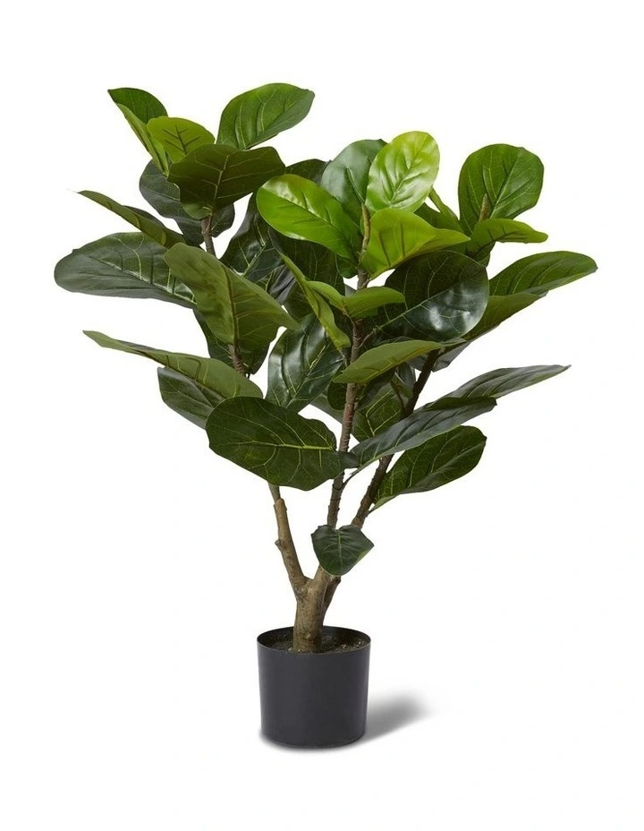 Fiddle Tree 90cm