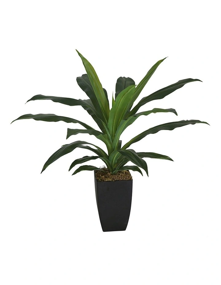 Artificial Dracaena Janet Craig in Pot in Green