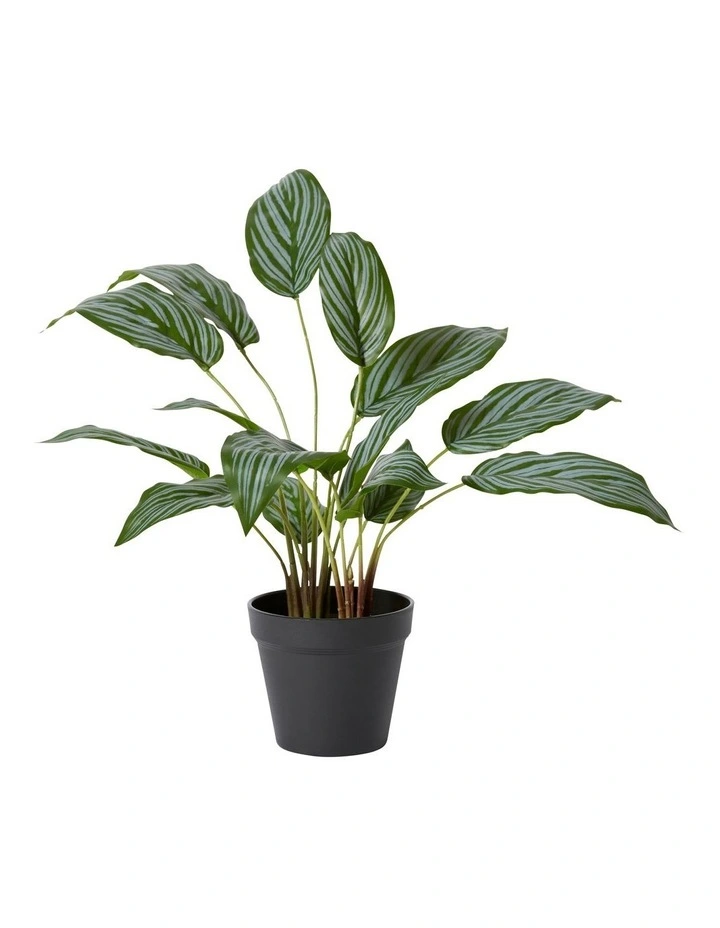 Ctenanthe Plant Potted