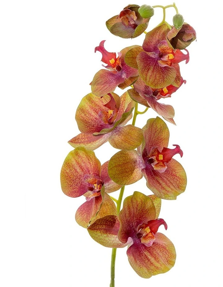 Phalaenopsis Spray Orchid 74cm in Green