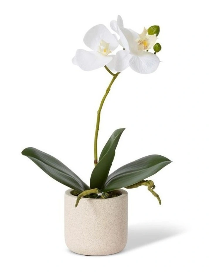 Phalaenopsis Orchid 30cm Slim Pot