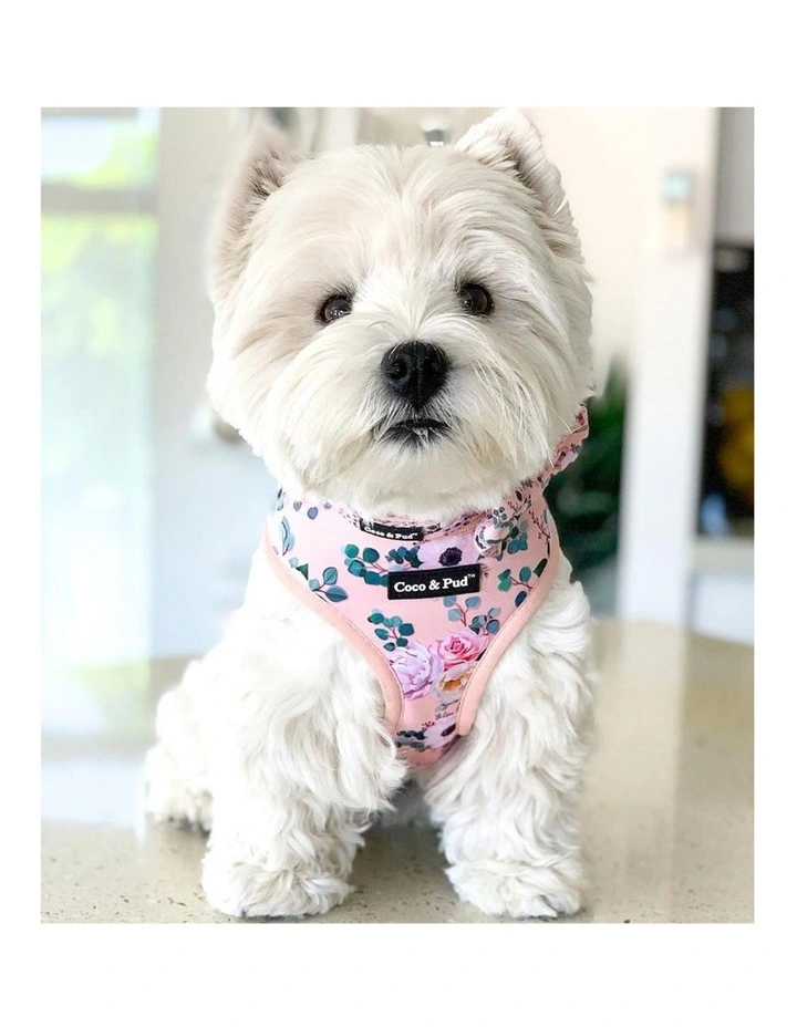 Provence Rose Dog Harness