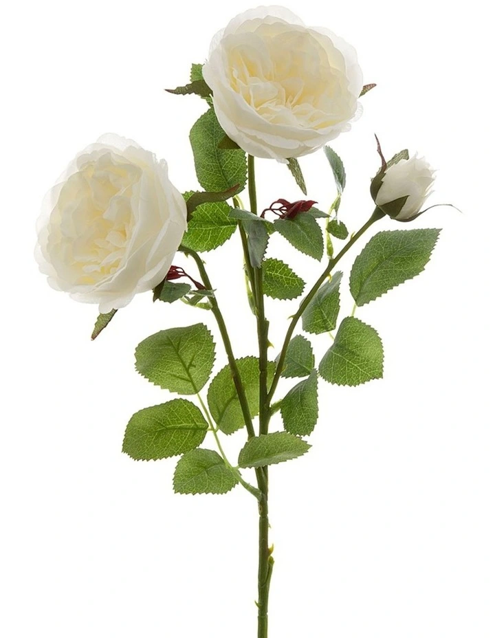 David Austin English Rose 55cm in White