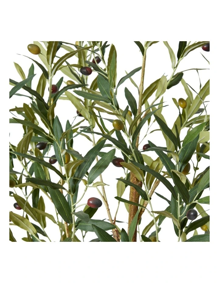 Olive Tree 183cm