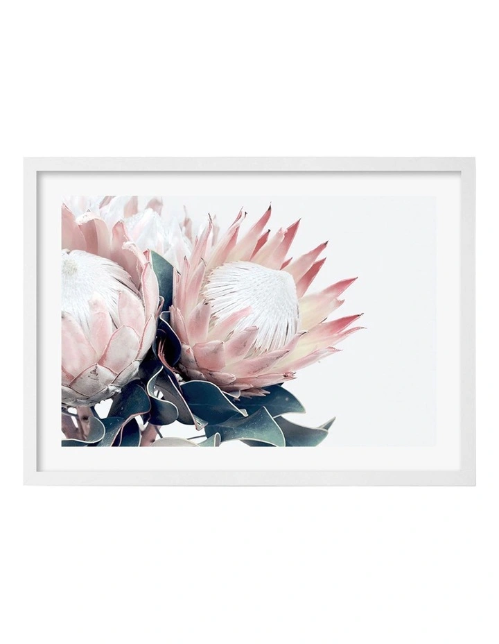 Australian Made Protea Flowers Art Print A2 in White Frame