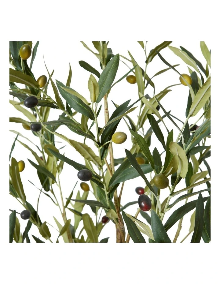 Olive Tree 152cm