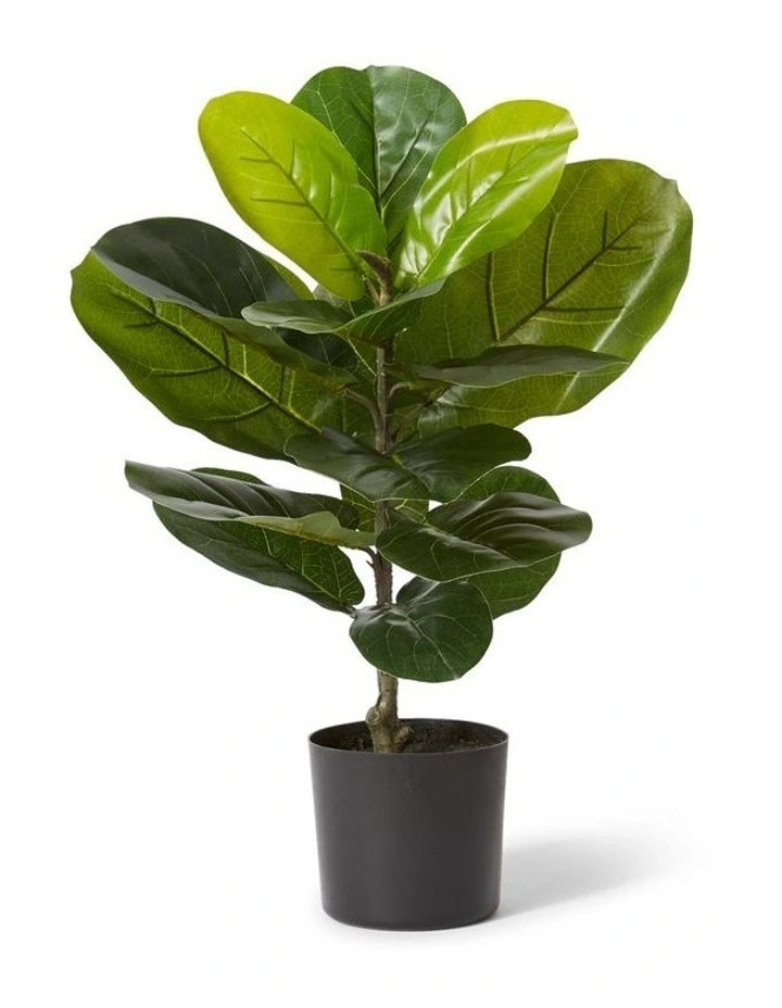Fiddle Tree 55cm