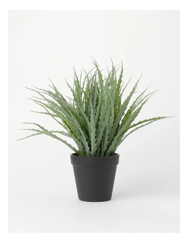 Aloe Succulent Plant 36x36x33cm in Green