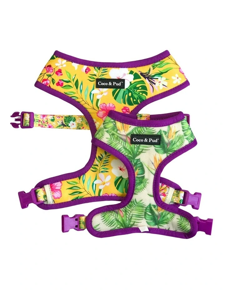 Summer Sunrise Dog Harness