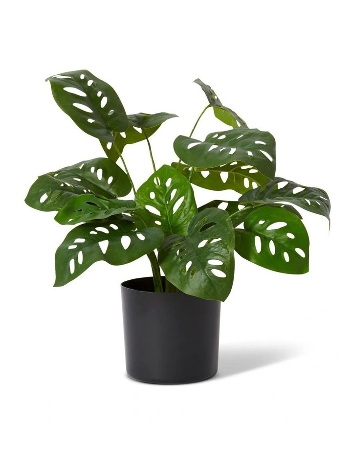 Swiss Cheese Plant Potted