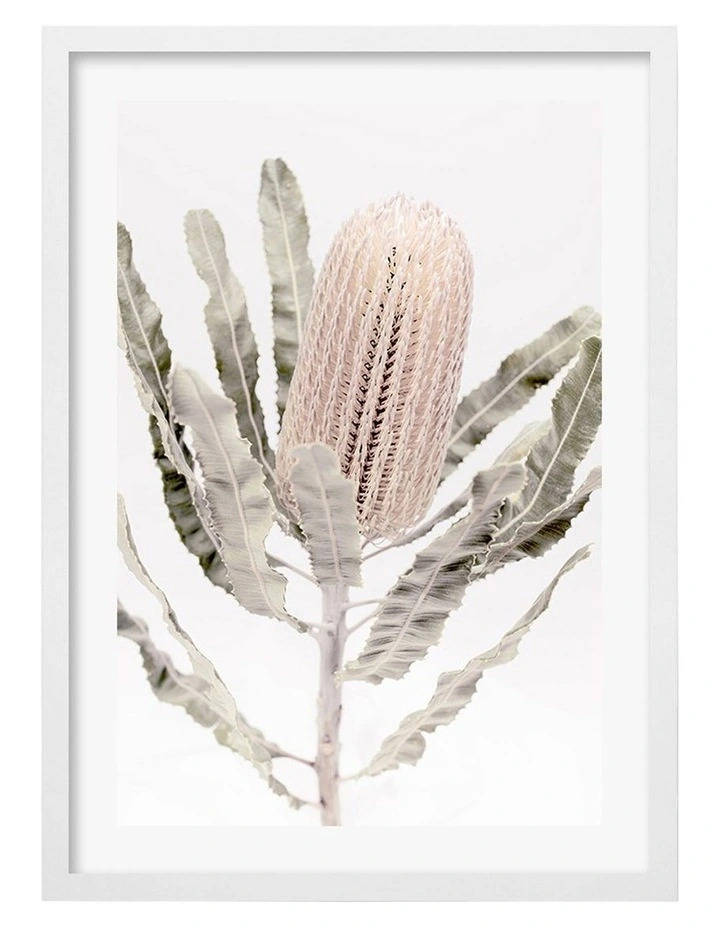 Australian Made Banksia Flower Art Print A2 in White Frame