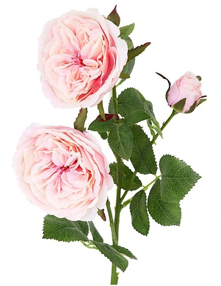 David Austin English Rose Stem 55cm Pink
