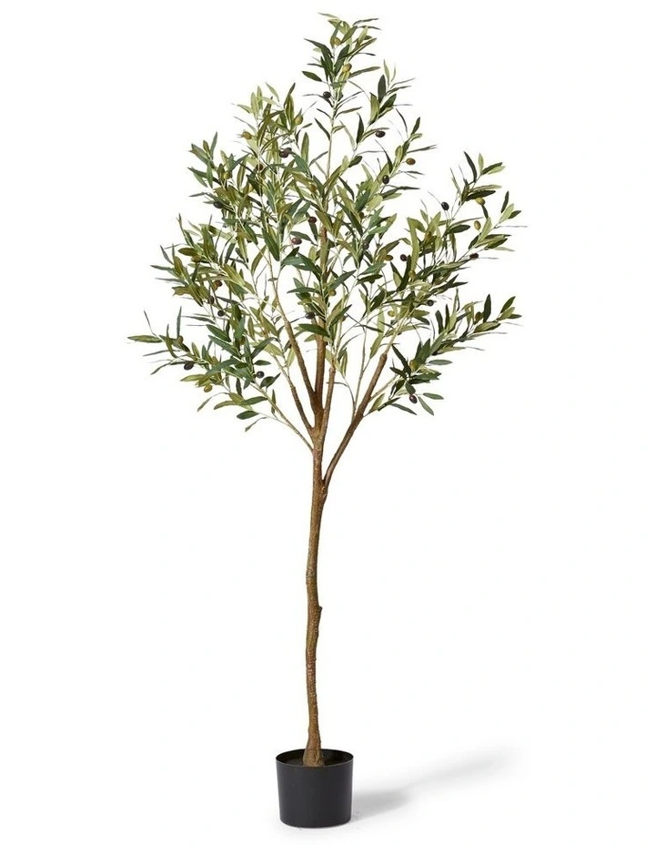 Olive Tree 183cm