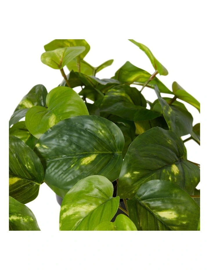 Pothos Golden Potted in Variegated