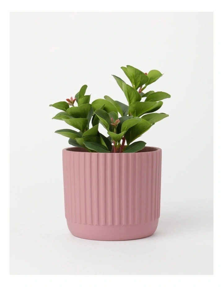 Sedum Succulent Artificial Plant 16x18x23cm in Green