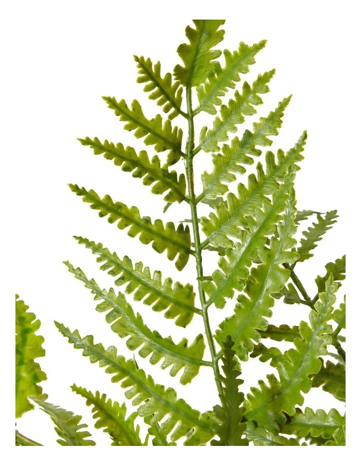 Fern Chain