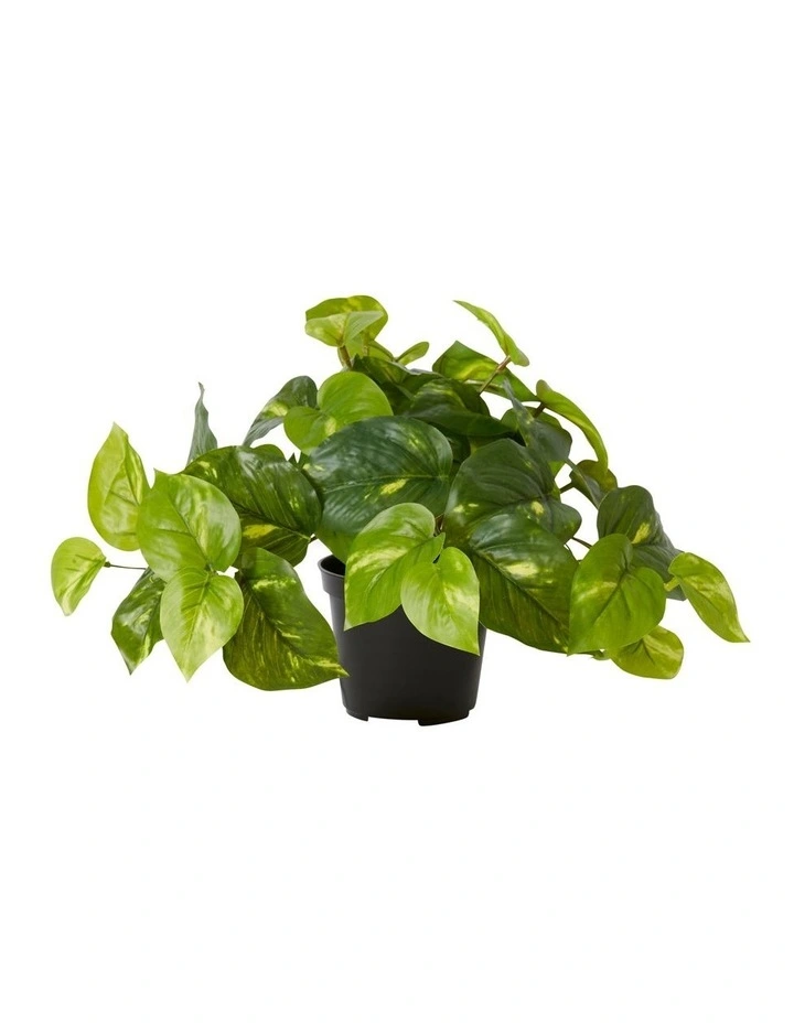 Pothos Golden Potted in Variegated
