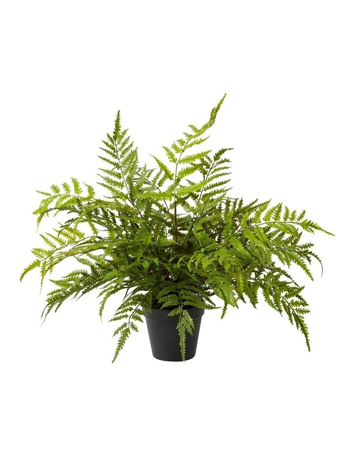 Fern Chain