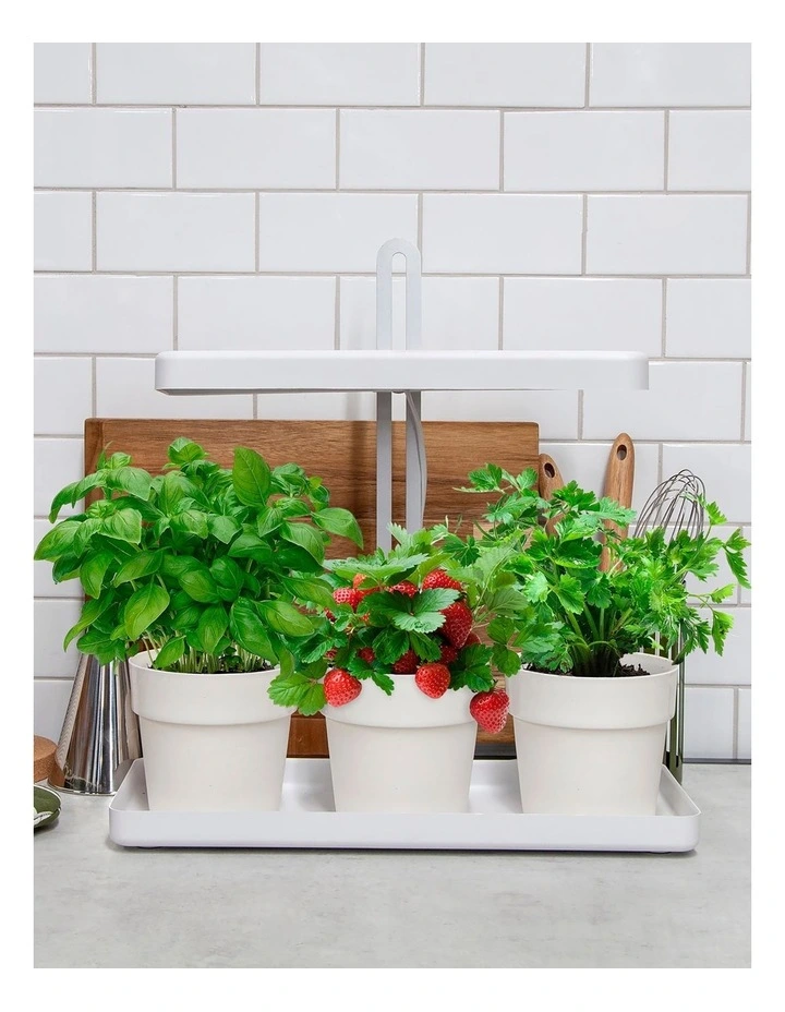 Indoor Garden