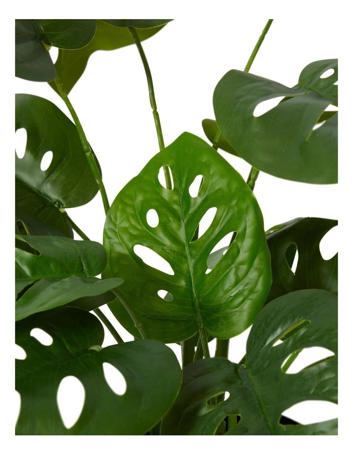 Swiss Cheese Plant Potted
