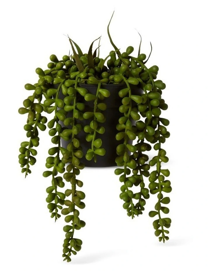 String of Pearls Potted