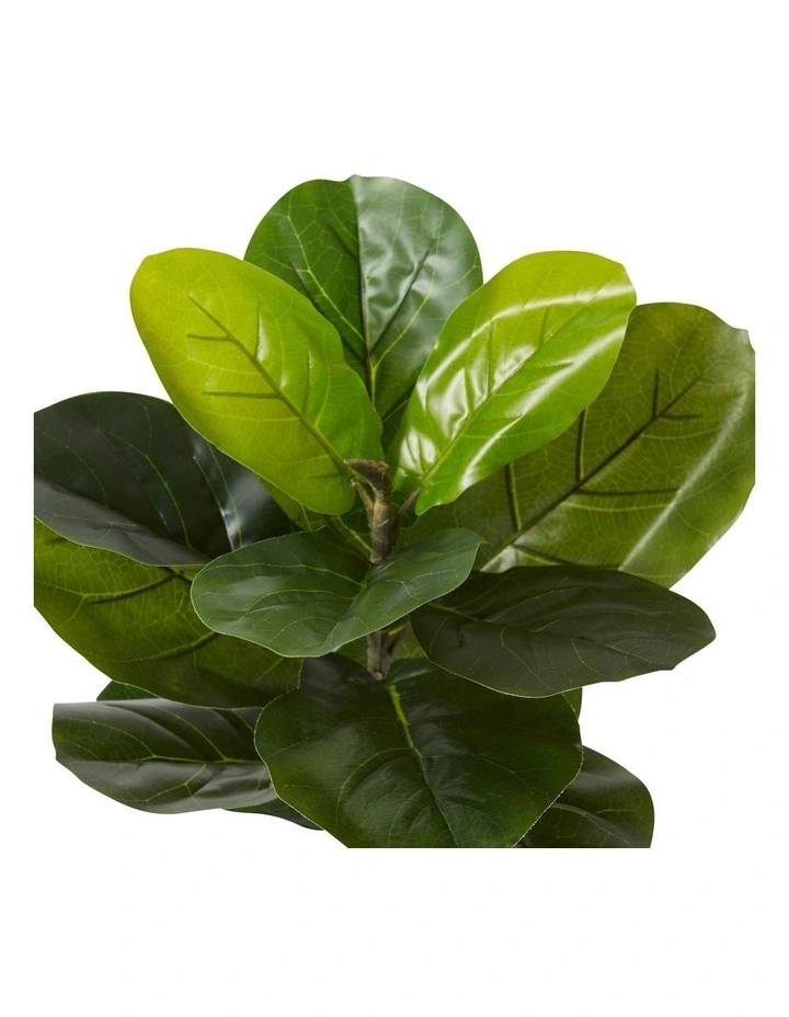 Fiddle Tree 55cm