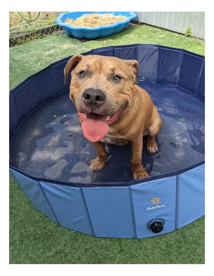 Portable Summer Dog Pool in Blue
