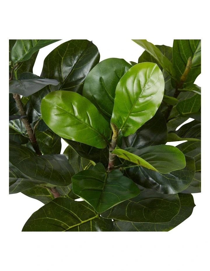 Fiddle Tree 90cm