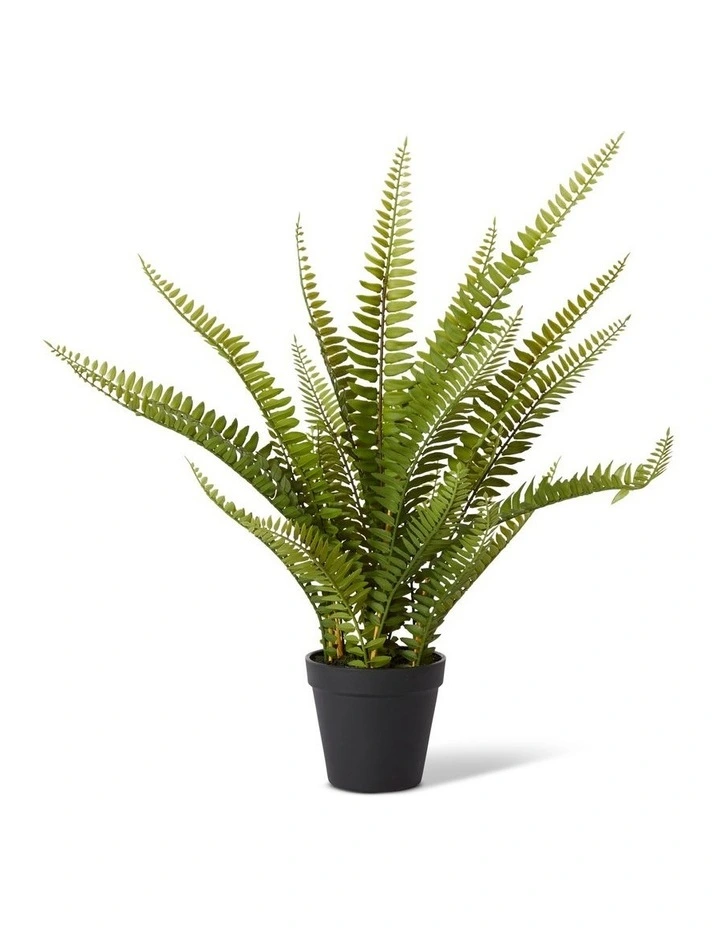Fern Boston Potted in Green