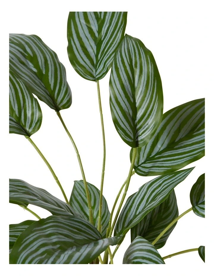 Ctenanthe Plant Potted