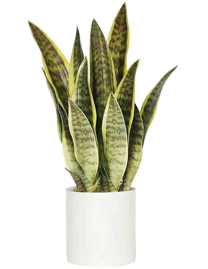 Exclusive Design Artificial Snake Plant