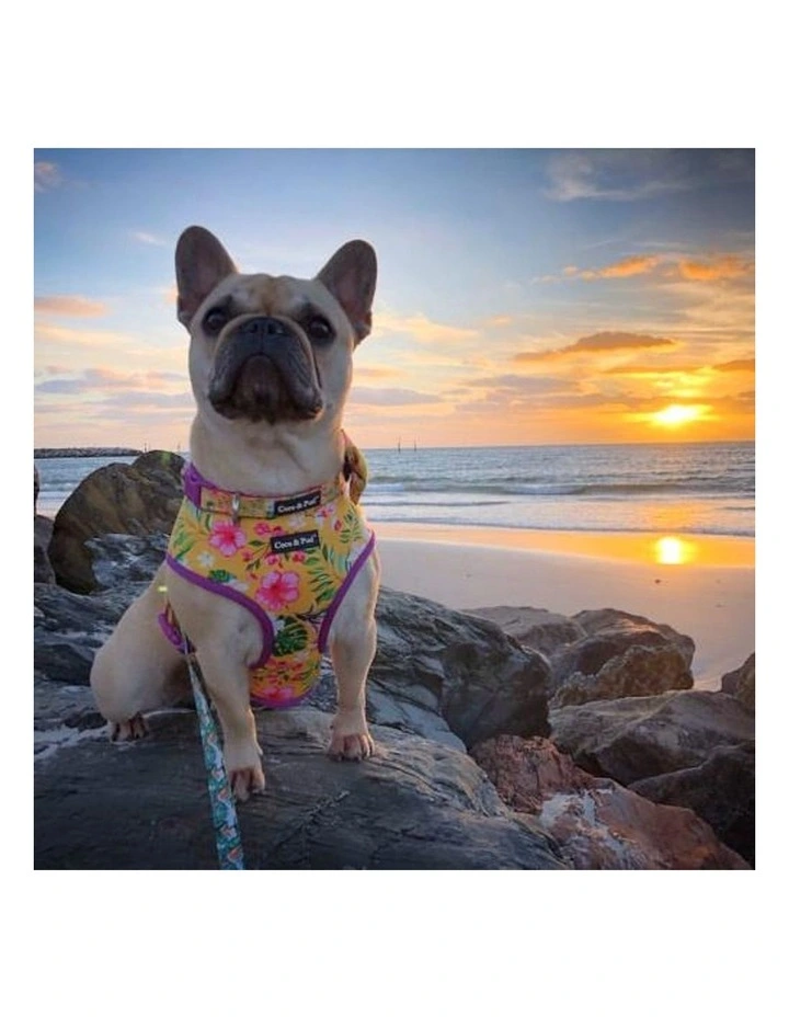 Summer Sunrise Dog Harness