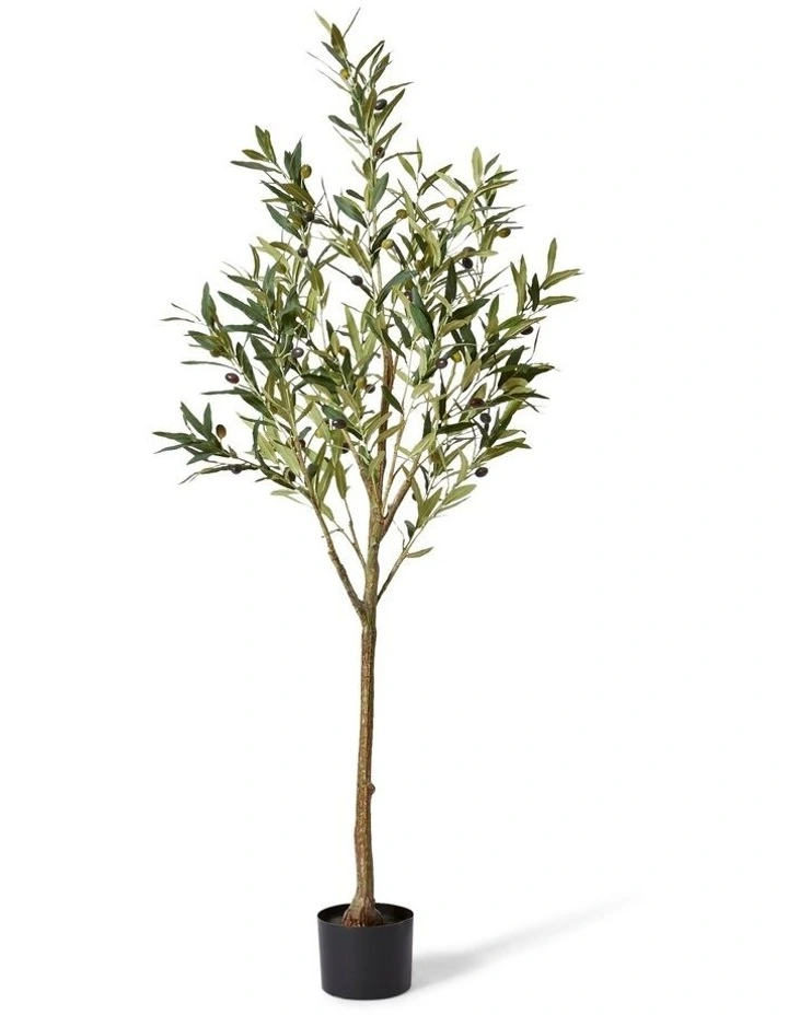 Olive Tree 152cm