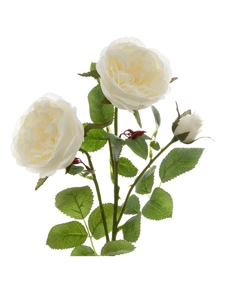 David Austin English Rose 55cm in White