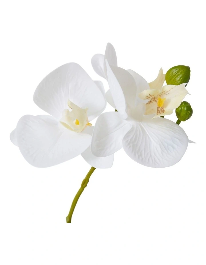Phalaenopsis Orchid 30cm Slim Pot