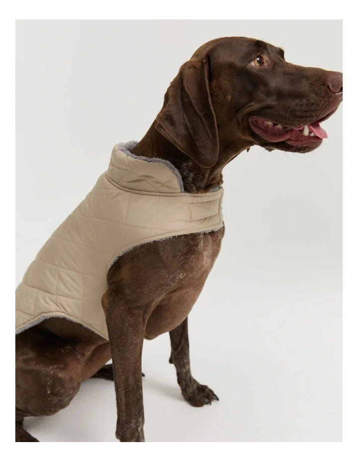 Alfie Puffer in Cobblestone